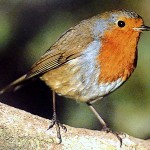Rouge-gorge