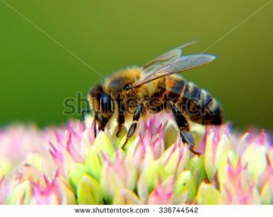 pollinisation